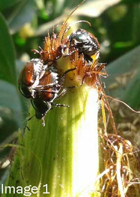 JAPANESE BEETLE MANAGEMENT